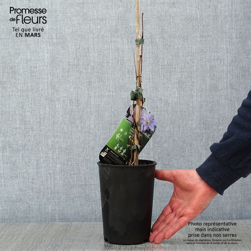 Spécimen de Clématite - Clematis patens Spotlight Pot de 2L/3L tel que livré en hiver