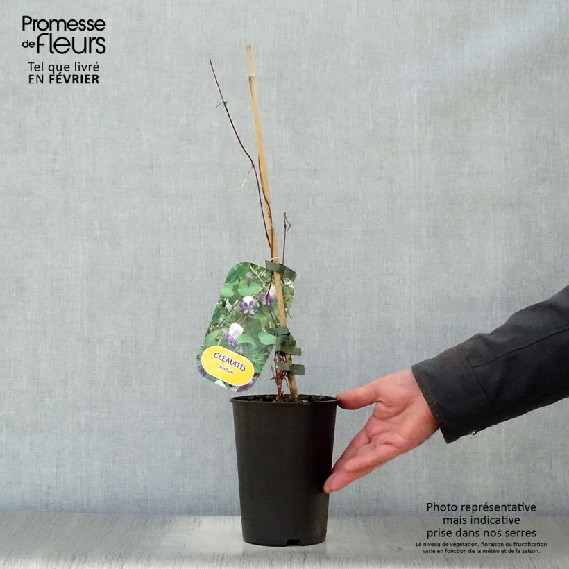 Spécimen de Clématite - Clematis pitcheri Pot de 2L/3L tel que livré en hiver