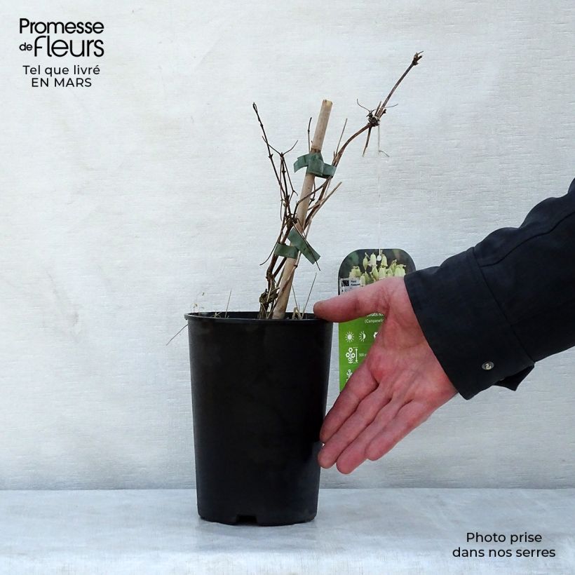 Spécimen de Clématite - Clematis rehderiana Pot de 2L/3L tel que livré au printemps