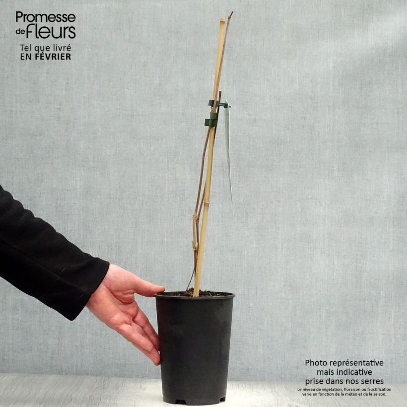 Spécimen de Clématite - Clematis stans Pot de 2L/3L tel que livré en hiver