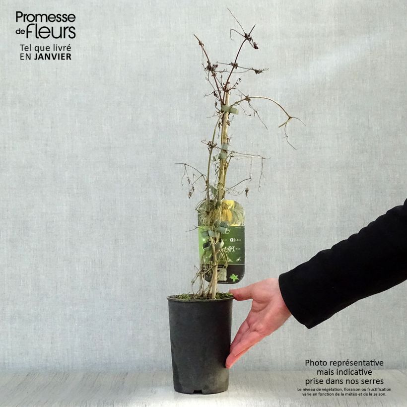 Spécimen de Clématite - Clematis tangutica Aureolin  Pot de 2L/3L tel que livré en hiver