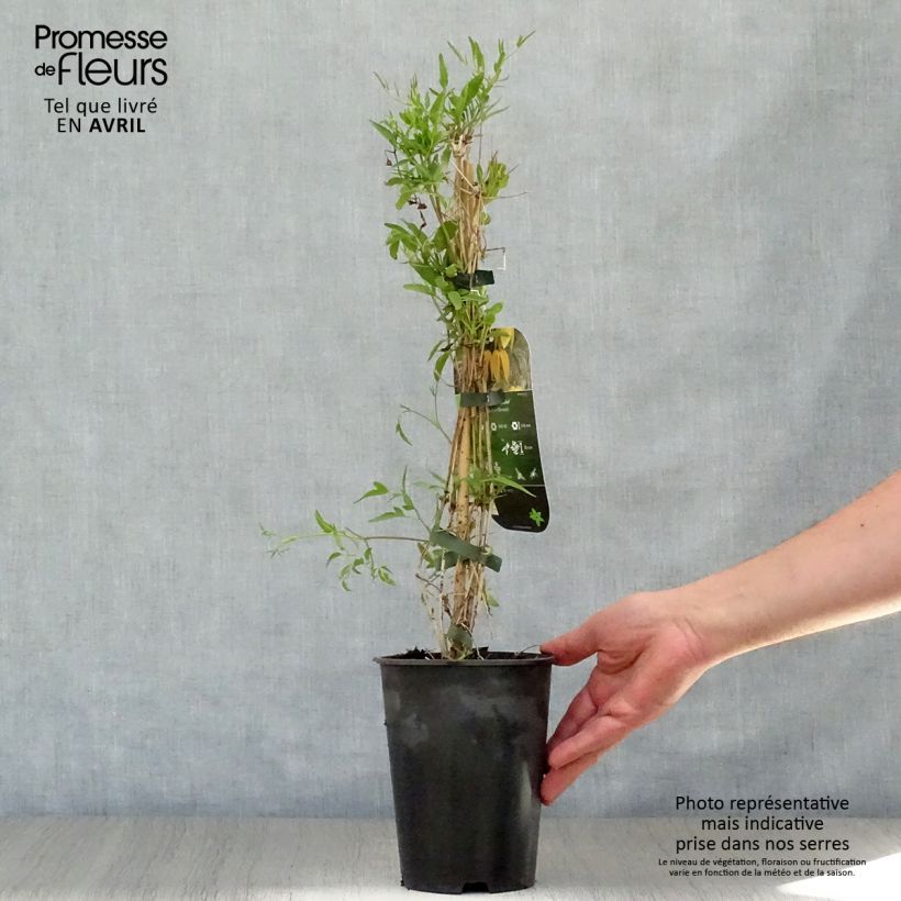 Clematis tangutica Aureolin Maceta 2L/3L Ejemplar entregado en la primavera