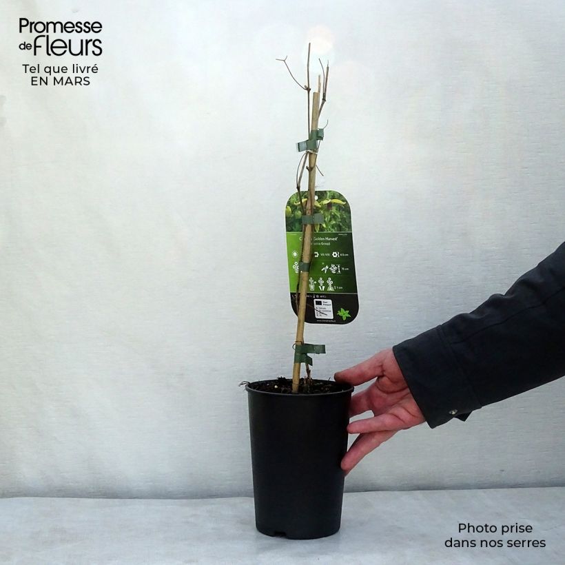 Spécimen de Clématite - Clematis tangutica Golden Harvest Pot de 2L/3L tel que livré en hiver