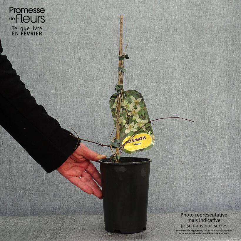 Spécimen de Clématite - Clematis tangutica Grace Pot de 2L/3L tel que livré en hiver