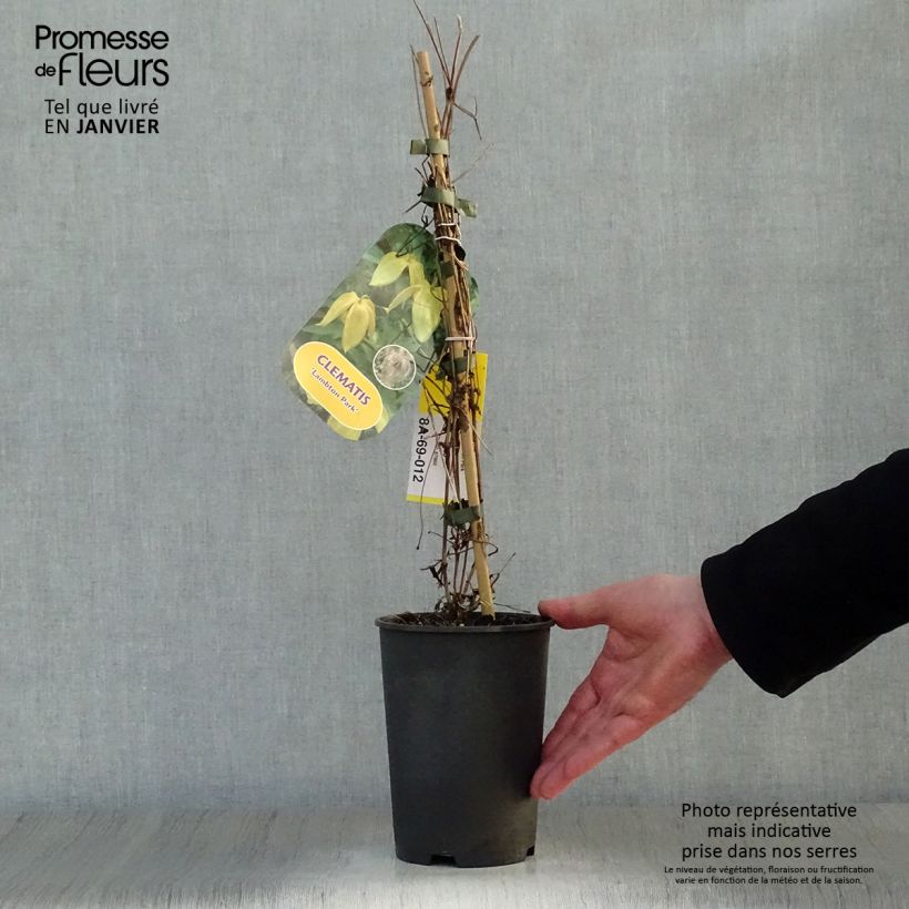 Spécimen de Clématite - Clematis tangutica Lambton Park Pot de 2L/3L tel que livré en hiver
