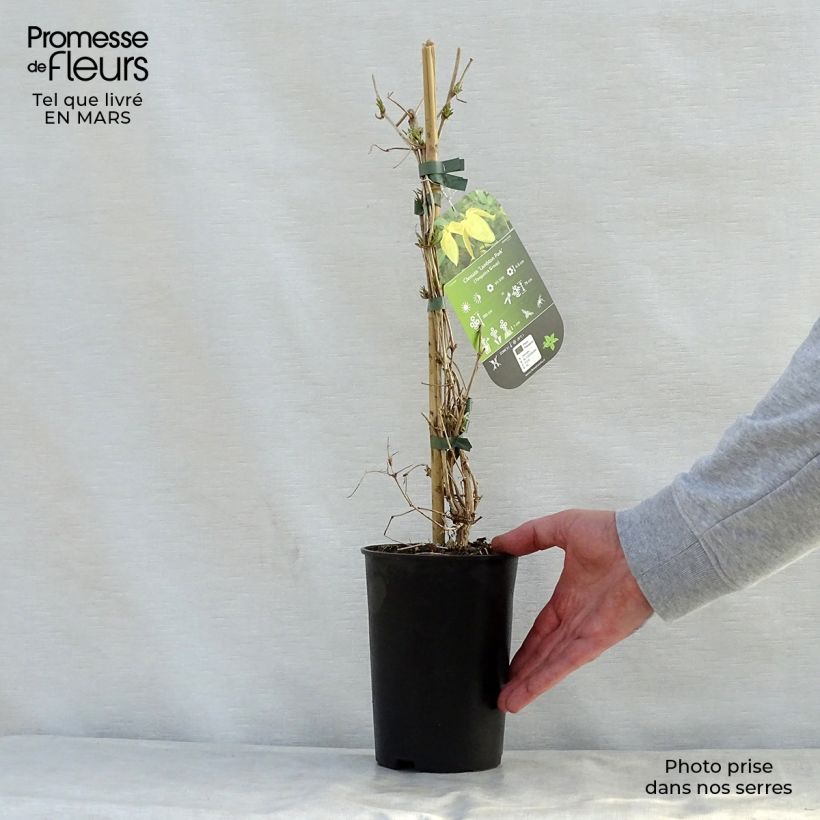 Spécimen de Clématite - Clematis tangutica Lambton Park Pot de 2L/3L tel que livré au printemps