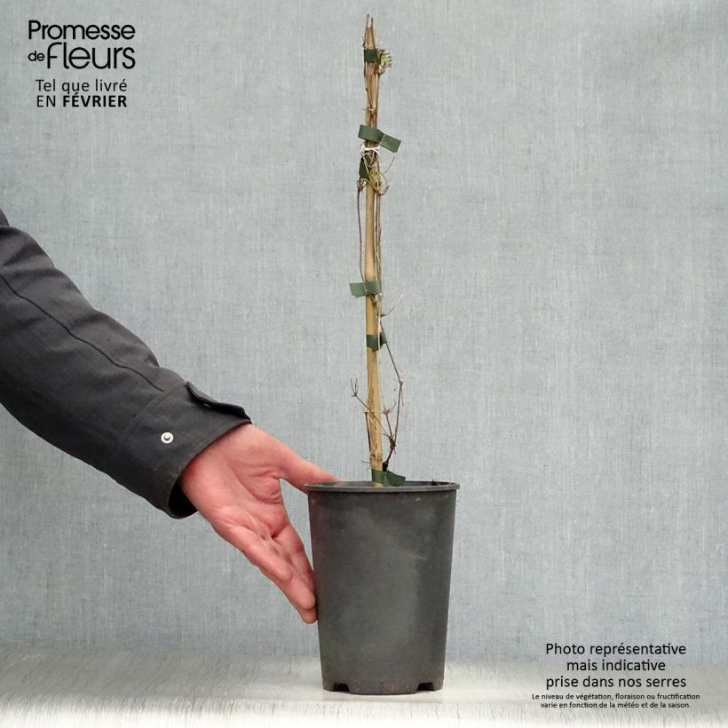 Spécimen de Clématite - Clematis tangutica My Angel Pot de 2L/3L tel que livré en hiver