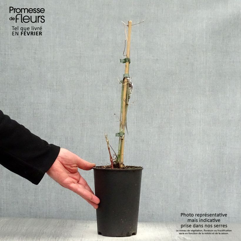Spécimen de Clématite - Clematis terniflora Pot de 2L/3L tel que livré en hiver