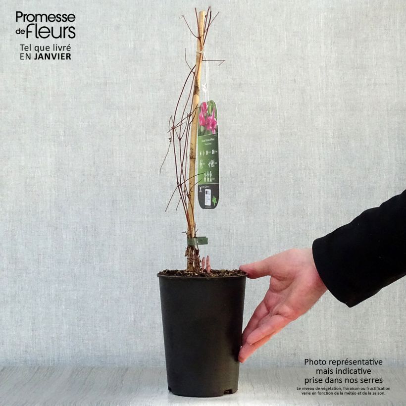 Spécimen de Clématite - Clematis texensis Duchess of Albany Pot de 2L/3L tel que livré en hiver