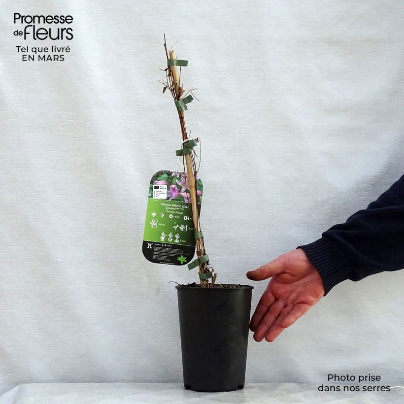Spécimen de Clématite - Clematis texensis Mienie Belle Pot de 2L/3L tel que livré au printemps