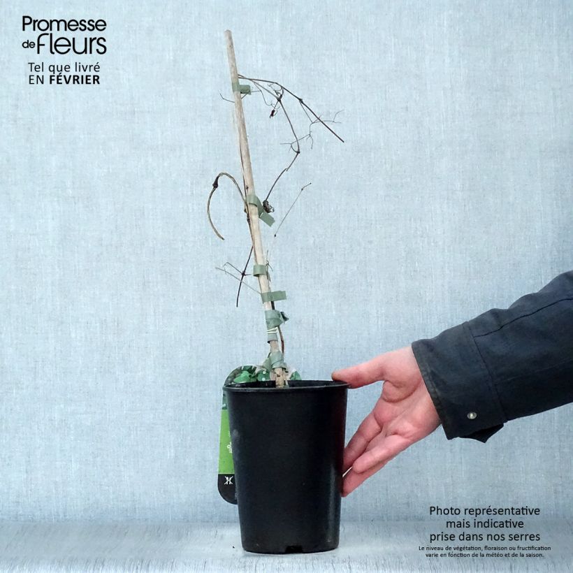 Spécimen de Clématite - Clematis texensis Mienie Belle Pot de 2L/3L tel que livré en hiver