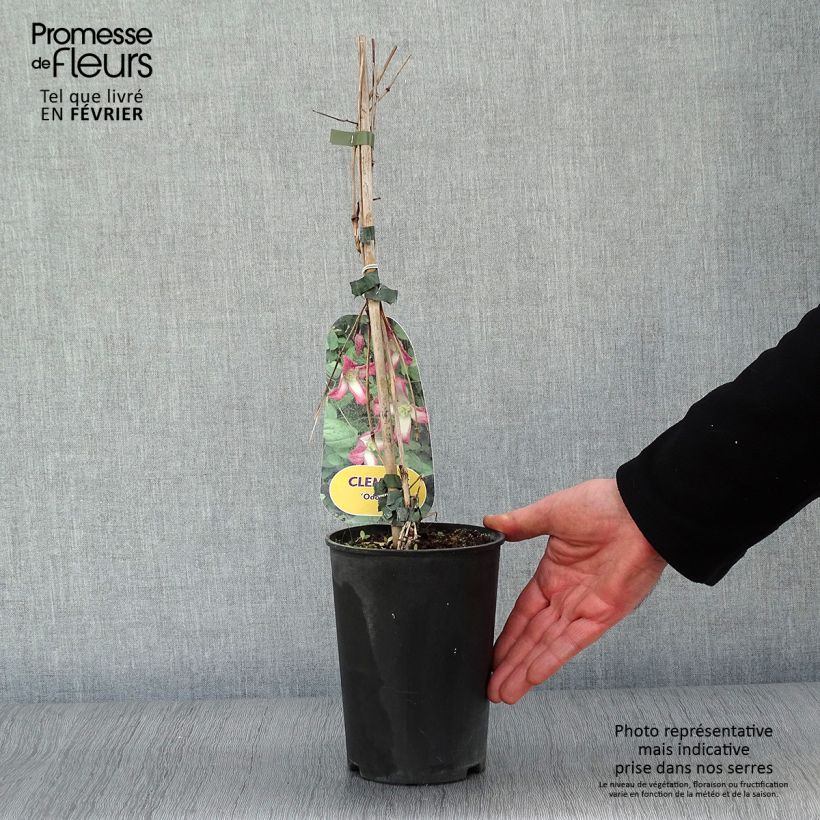 Spécimen de Clématite - Clematis texensis Odoriba Pot de 2L/3L tel que livré en hiver