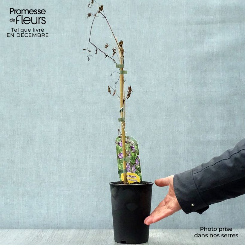 Spécimen de Clématite - Clematis texensis Prince William Pot de 2L/3L tel que livré en hiver