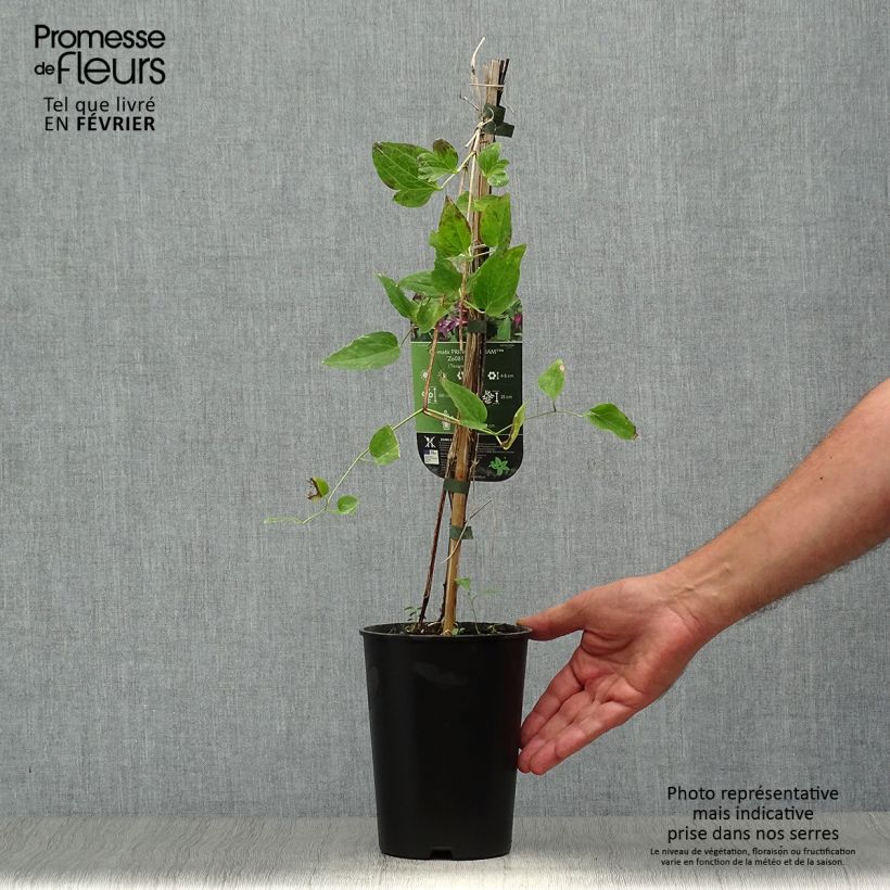 Spécimen de Clématite - Clematis texensis Prince William Pot de 2L/3L tel que livré en automne