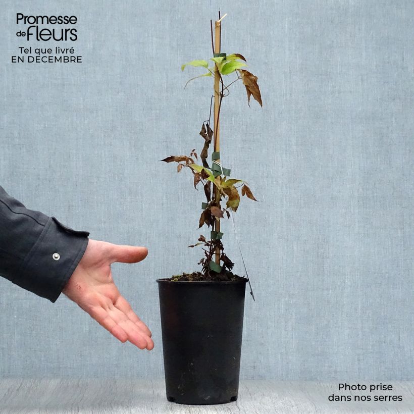 Spécimen de Clématite - Clematis texensis Princess Kate Pot de 2L/3L tel que livré en hiver