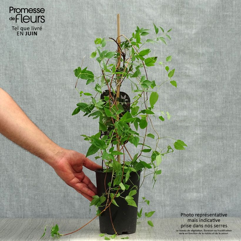 Spécimen de Clématite - Clematis texensis Princess Kate Pot de 2L/3L tel que livré en été