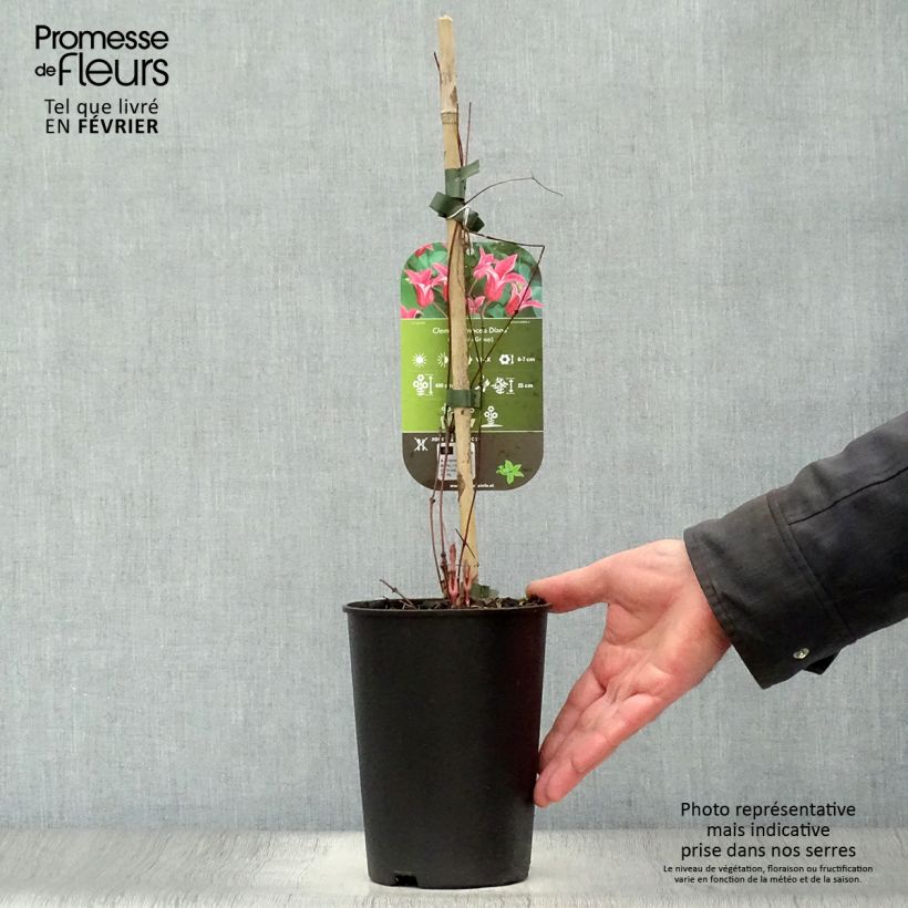 Spécimen de Clématite - Clematis texensis Princesse Diana Pot de 1,5L/2L tel que livré en hiver