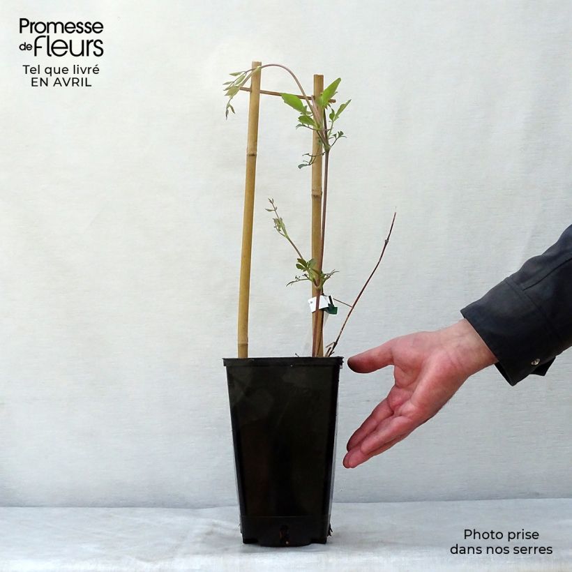Spécimen de Clématite - Clematis texensis Queen Maxima Pot de 1,5L/2L tel que livré au printemps