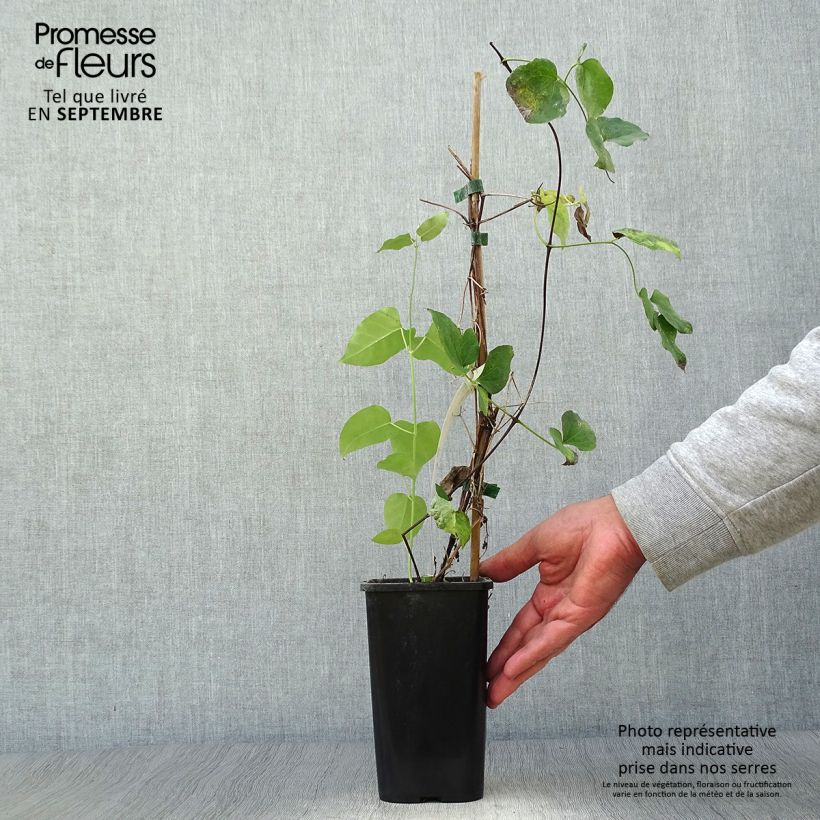Spécimen de Clématite - Clematis texensis Queen Maxima Pot de 1,5L/2L tel que livré en automne
