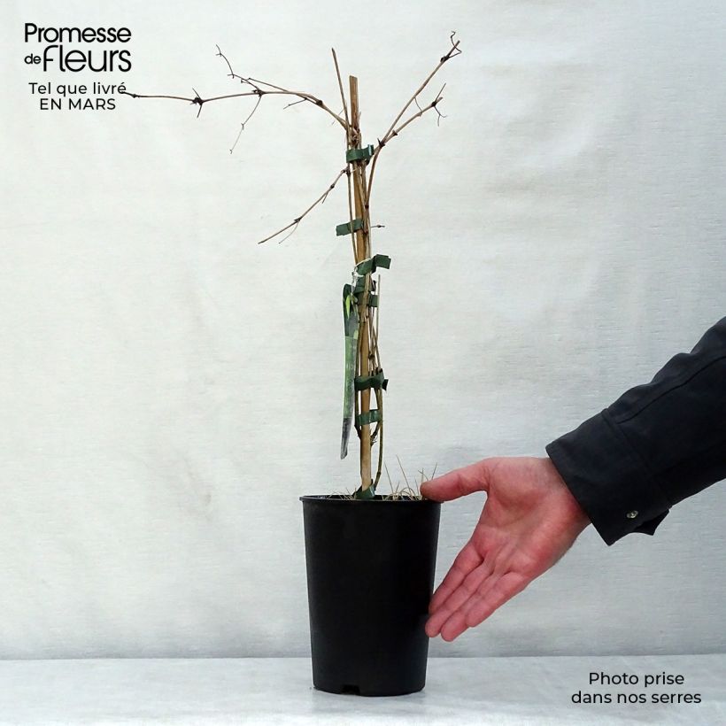 Amostra de Clematis tibetana var. vernayi Orange Peel Vaso de 2 L/3 L tal como entregue na primavera