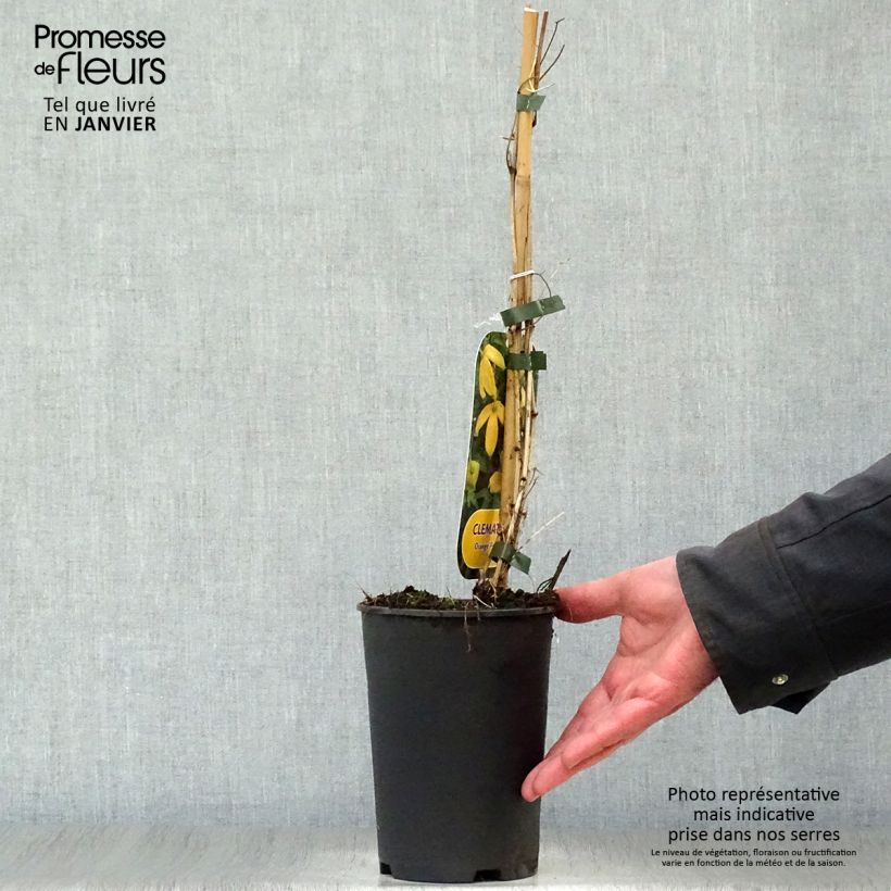 Spécimen de Clématite - Clematis tibetana Orange Peel Pot de 2L/3L tel que livré en hiver