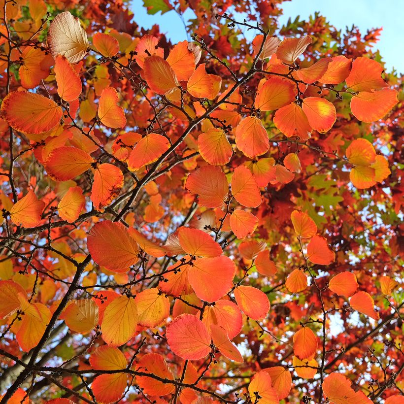 Clématite - Clematis tibetana Orange Peel (Feuillage)