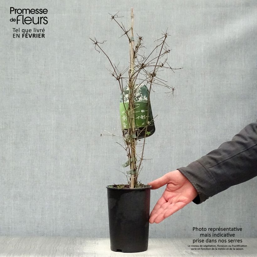 Spécimen de Clématite - Clematis vitalba Pot de 2L/3L tel que livré en hiver