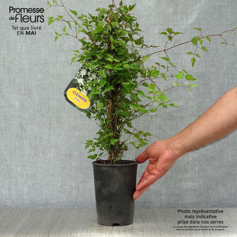 Amostra de Clematis vitalba - clematite dos sebes Vaso de 2 L/3 L tal como entregue na primavera