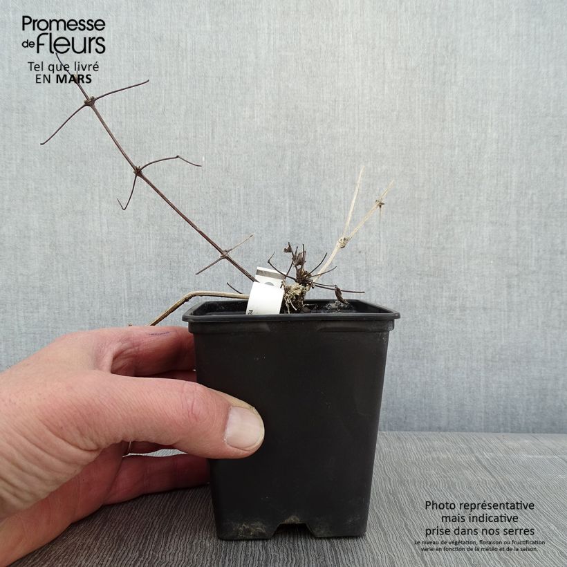 Spécimen de Clématite - Clematis vitalba Godet de 8/9 cm tel que livré en hiver