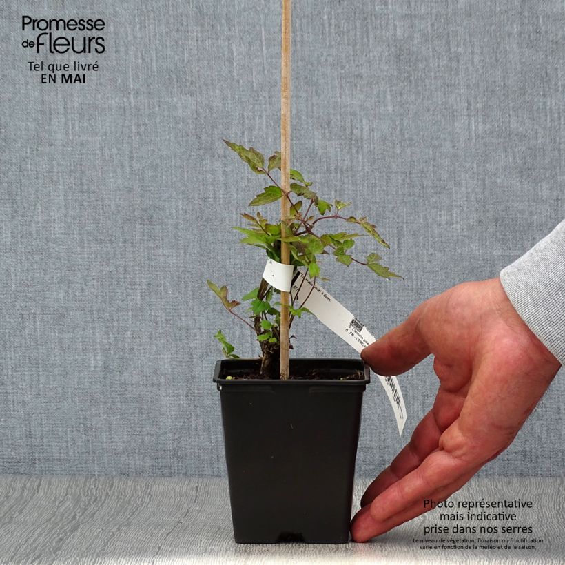 Amostra de Clematis vitalba - clematite dos sebes Vaso de 8/9 cm tal como entregue na primavera