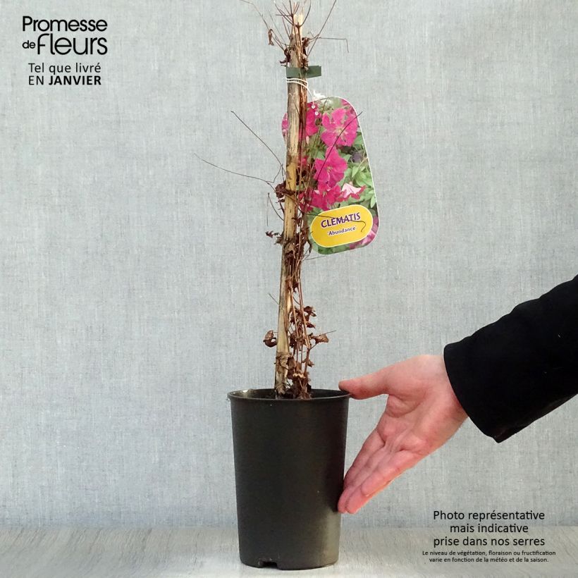 Spécimen de Clématite - Clematis viticella Abundance Pot de 2L/3L tel que livré en hiver