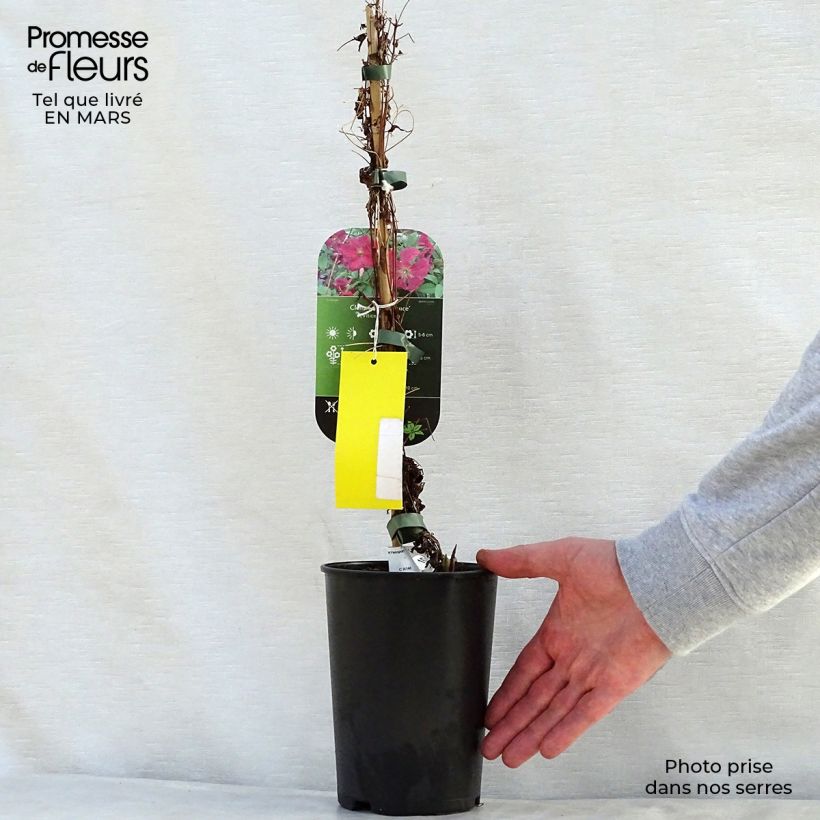 Spécimen de Clématite - Clematis viticella Abundance Pot de 2L/3L tel que livré au printemps