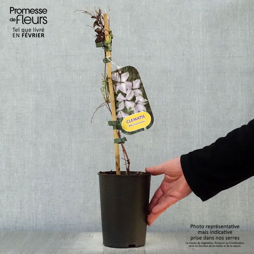 Spécimen de Clématite - Clematis viticella Alba Luxurians Pot de 2L/3L tel que livré en hiver