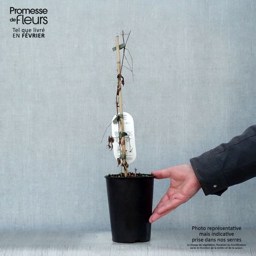 Spécimen de Clématite - Clematis viticella Black Prince Pot de 2L/3L tel que livré en hiver