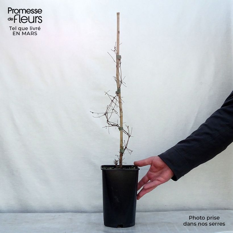 Spécimen de Clématite - Clematis viticella Burning Love Pot de 2L/3L tel que livré en hiver