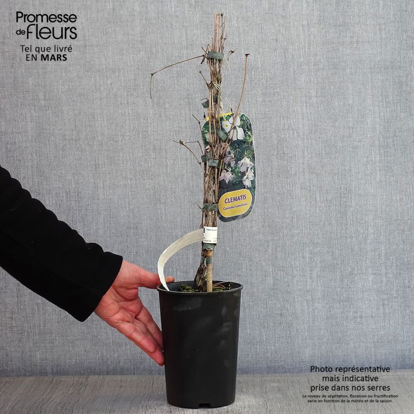 Spécimen de Clématite - Clematis viticella Caerulea Luxurians Pot de 2L/3L tel que livré en hiver