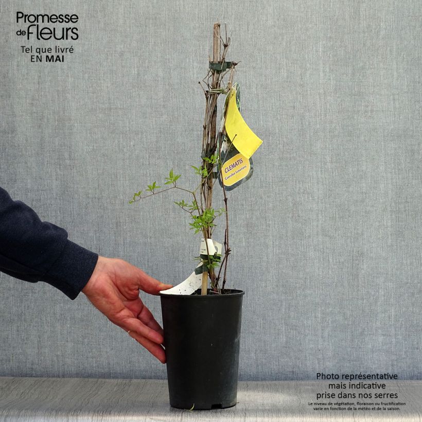 Spécimen de Clématite - Clematis viticella Caerulea Luxurians Pot de 2L/3L tel que livré au printemps