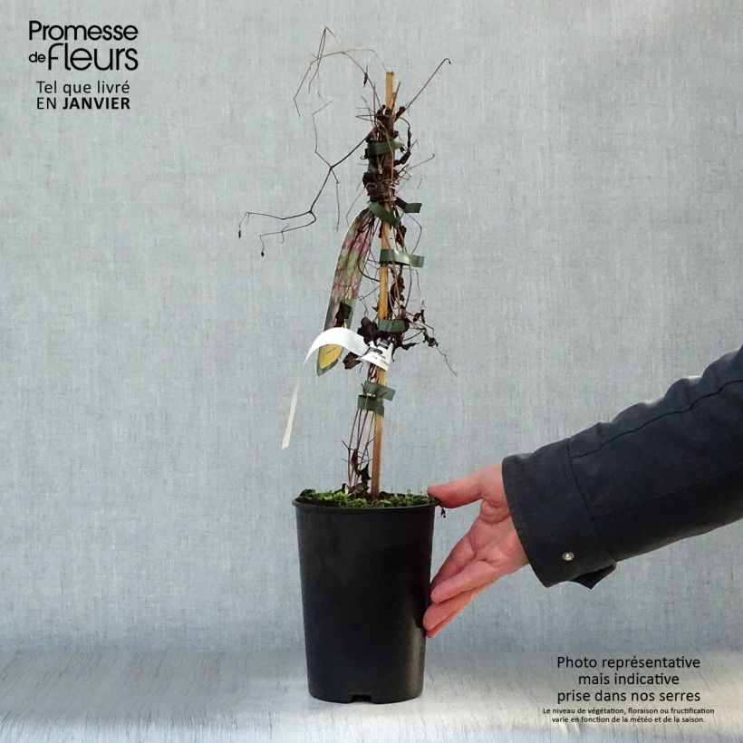 Spécimen de Clématite - Clematis viticella Etoile Rose Pot de 2L/3L tel que livré en hiver