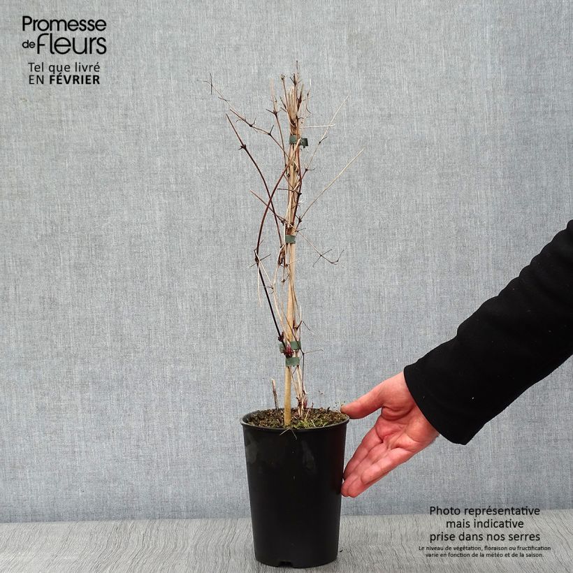 Spécimen de Clématite - Clematis viticella Etoile Violette Pot de 2L/3L tel que livré en hiver