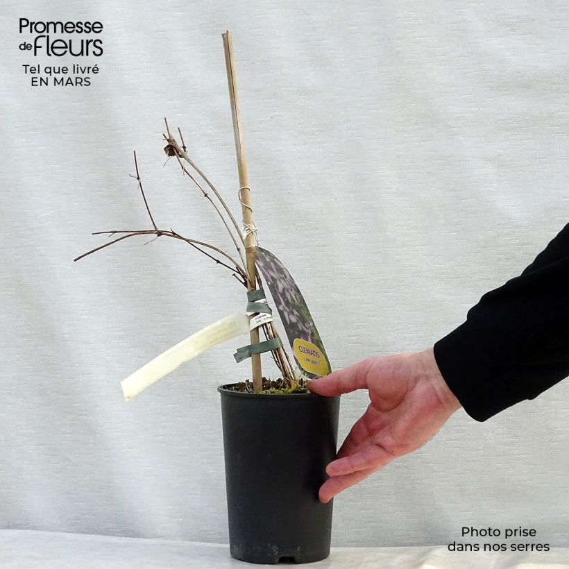 Spécimen de Clématite - Clematis viticella I am Lady J Pot de 2L/3L tel que livré au printemps