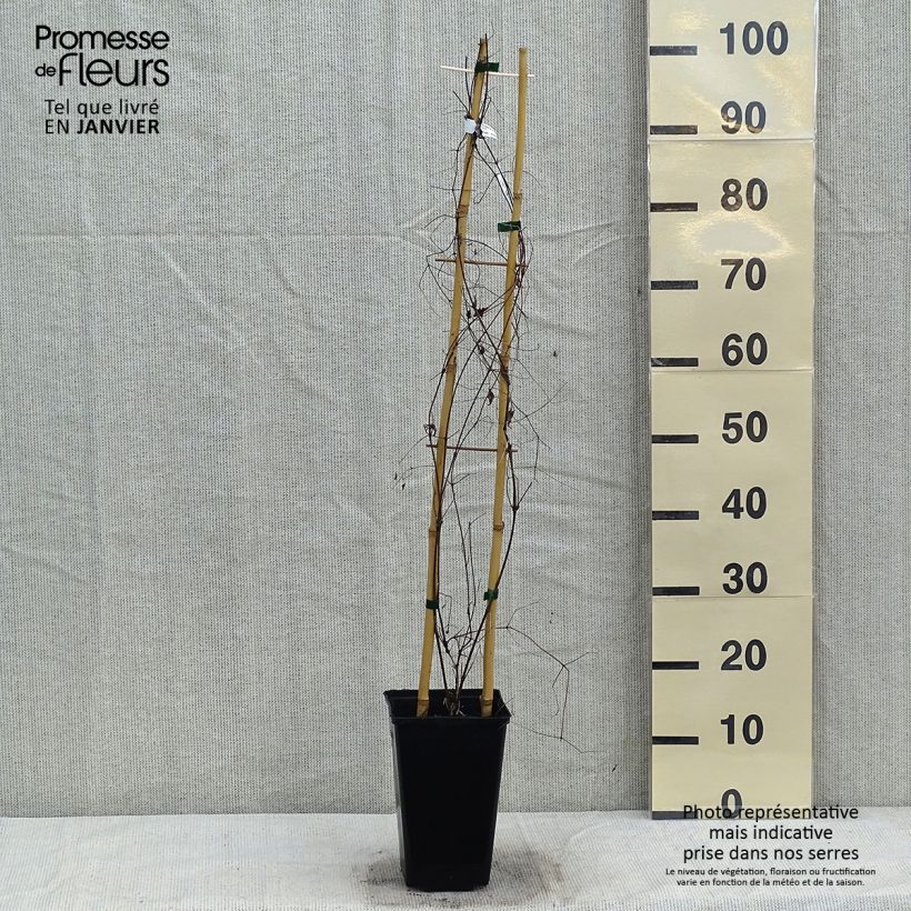 Spécimen de Clématite - Clematis viticella Krakowiak Pot de 3L/4L tel que livré en hiver
