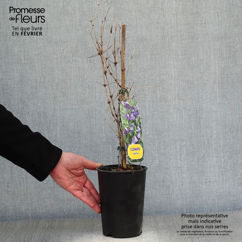 Spécimen de Clématite italienne - Clematis viticella Little Bas Pot de 2L/3L tel que livré en hiver