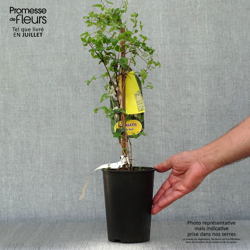 Spécimen de Clématite - Clematis viticella Little Nell  Pot de 2L/3L tel que livré en été