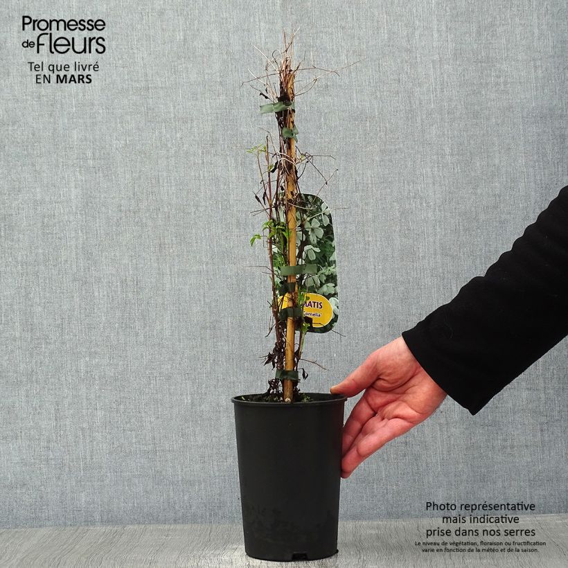 Spécimen de Clématite - Clematis viticella Maria Cornelia Pot de 2L/3L tel que livré en hiver