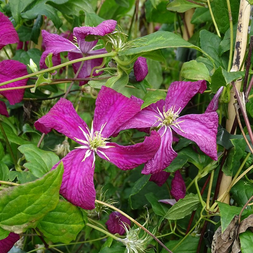 Clématite - Clematis viticella Mme Julia Correvon (Floraison)