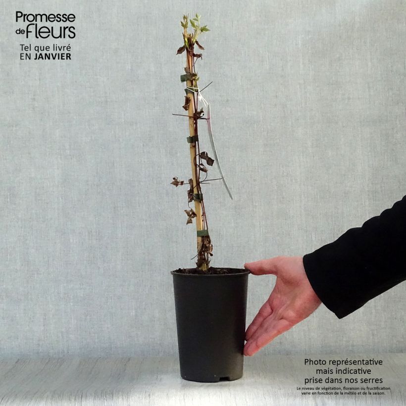 Spécimen de Clématite - Clematis viticella Mme Julia Correvon Pot de 2L/3L tel que livré en hiver