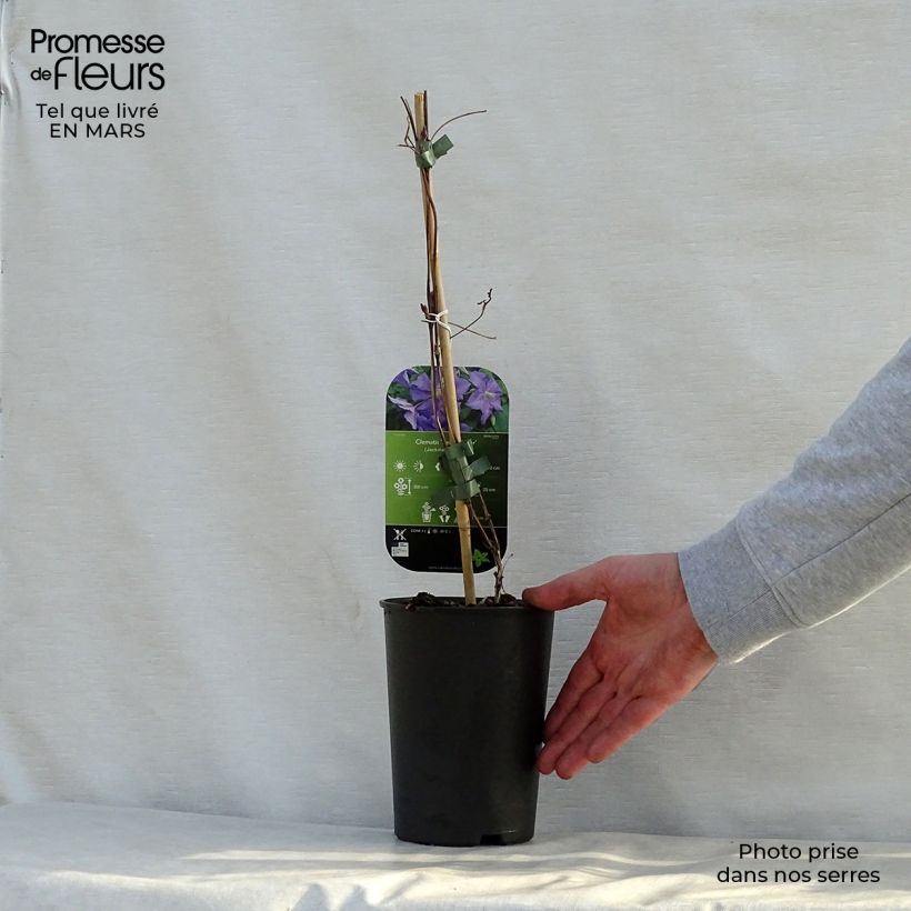 Spécimen de Clématite - Clematis viticella Perle d'Azur Pot de 2L/3L tel que livré au printemps