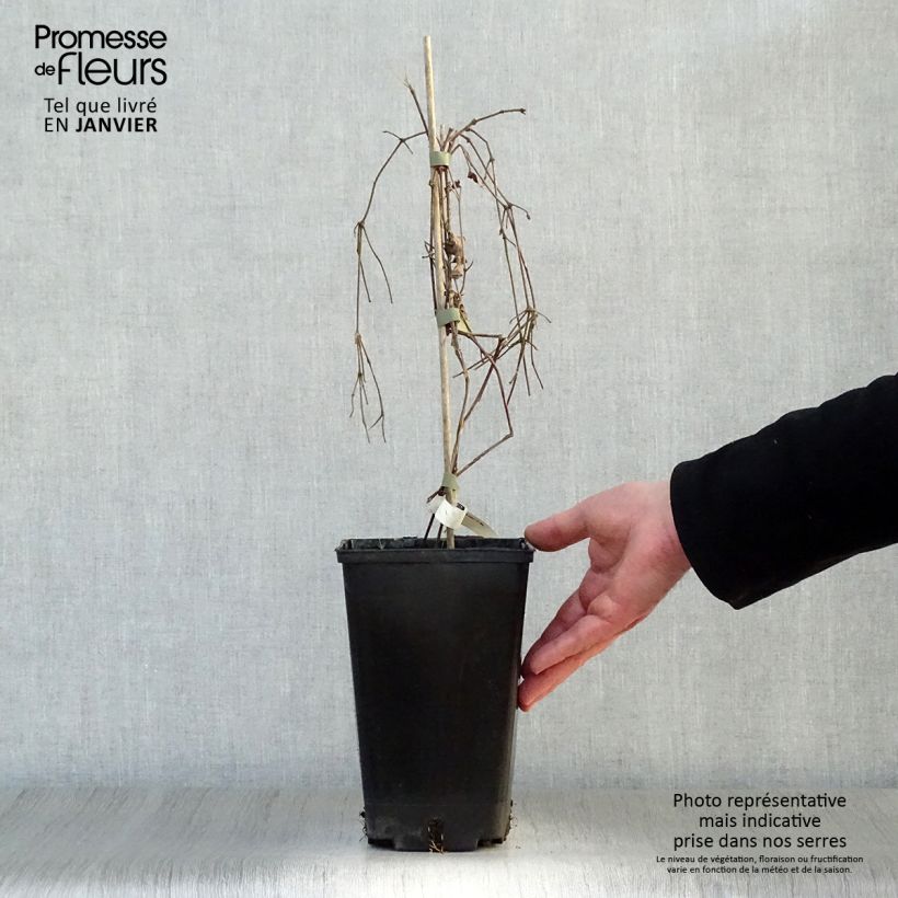 Spécimen de Clématite - Clematis viticella Perle d'Azur Pot de 2L/3L tel que livré en hiver