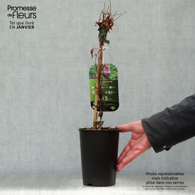 Spécimen de Clématite - Clematis viticella Queen Mother Pot de 2L/3L tel que livré en hiver
