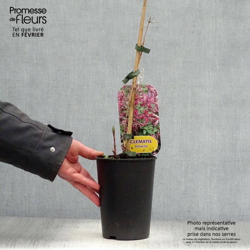 Spécimen de Clématite - Clematis viticella Rosalyn Pot de 2L/3L tel que livré en hiver